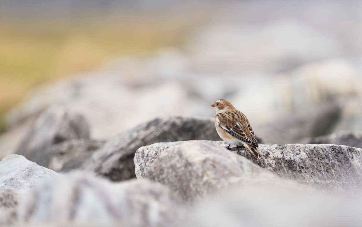 Snow Bunting by Bob Burnett 