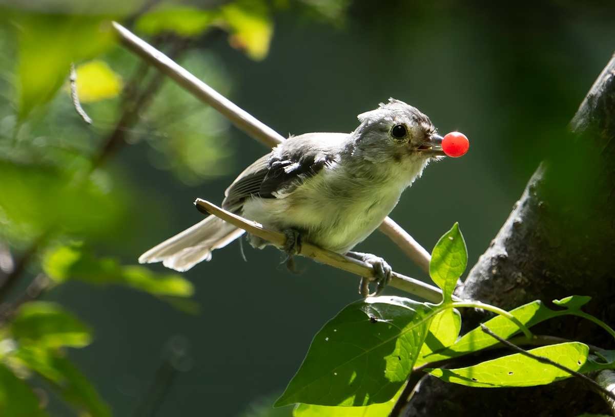 Titmouse Pop by Bob Burnett 