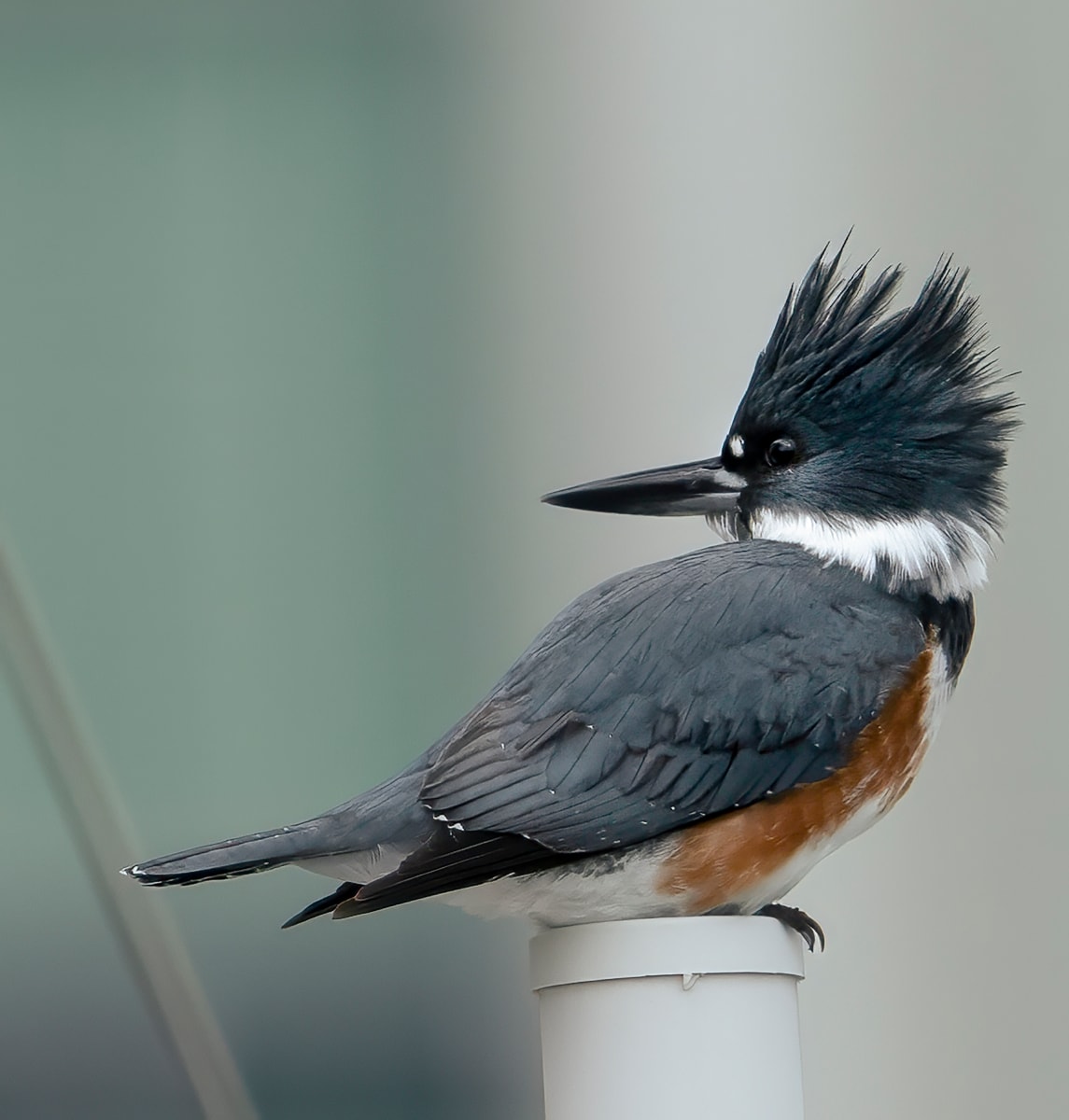 Kingfisher by Bob Burnett 