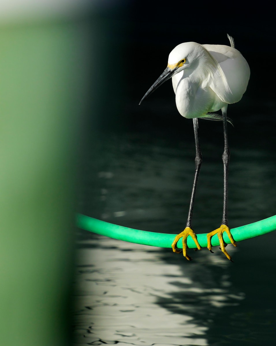 Snowy Egret by Bob Burnett 