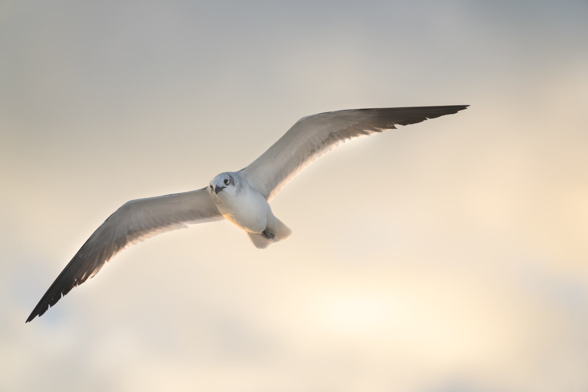 Floating Gull by Bob Burnett 