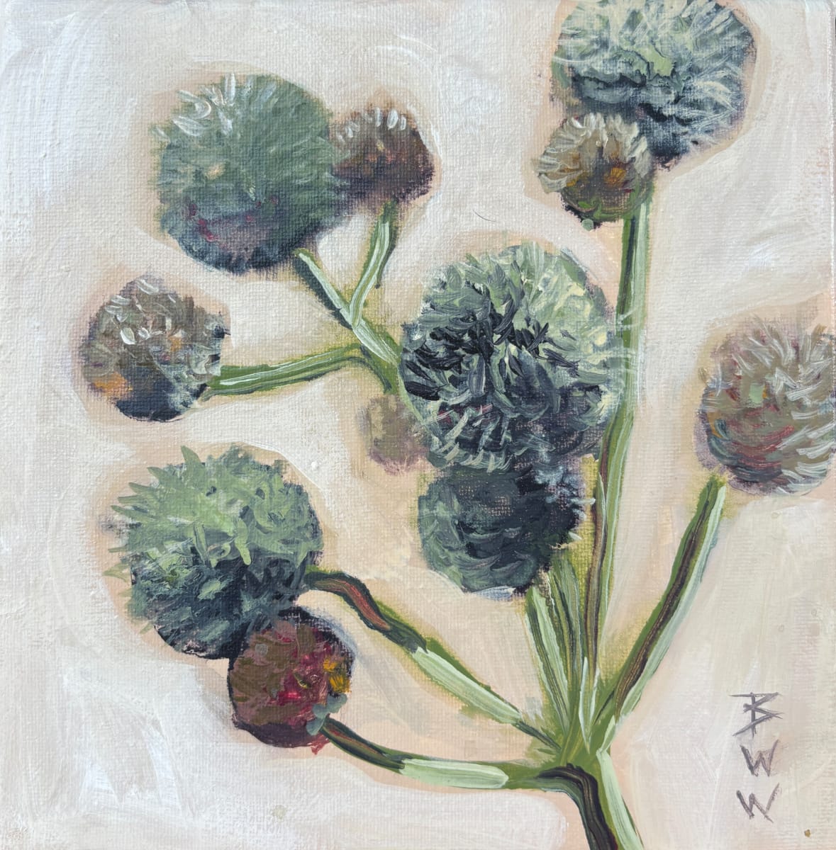 Rattlesnake Master at Lacey’s Springs by Beth Walldorf 