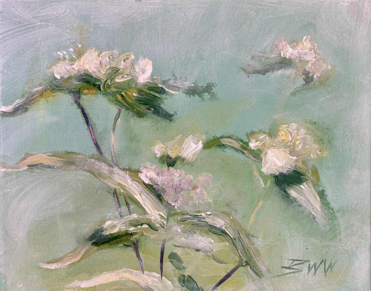 Mountain Mint by Beth Walldorf 
