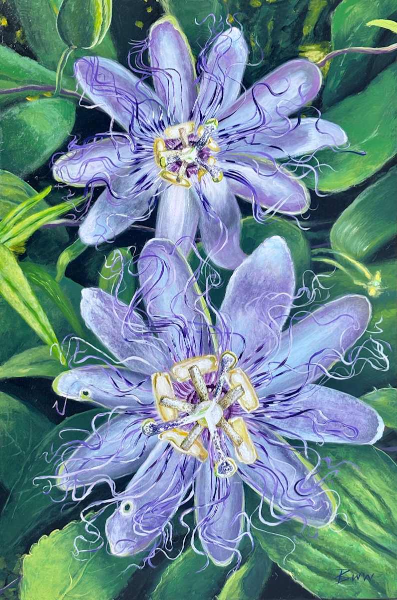 Passiflora Incarnata: Passion Flower by Beth Walldorf 