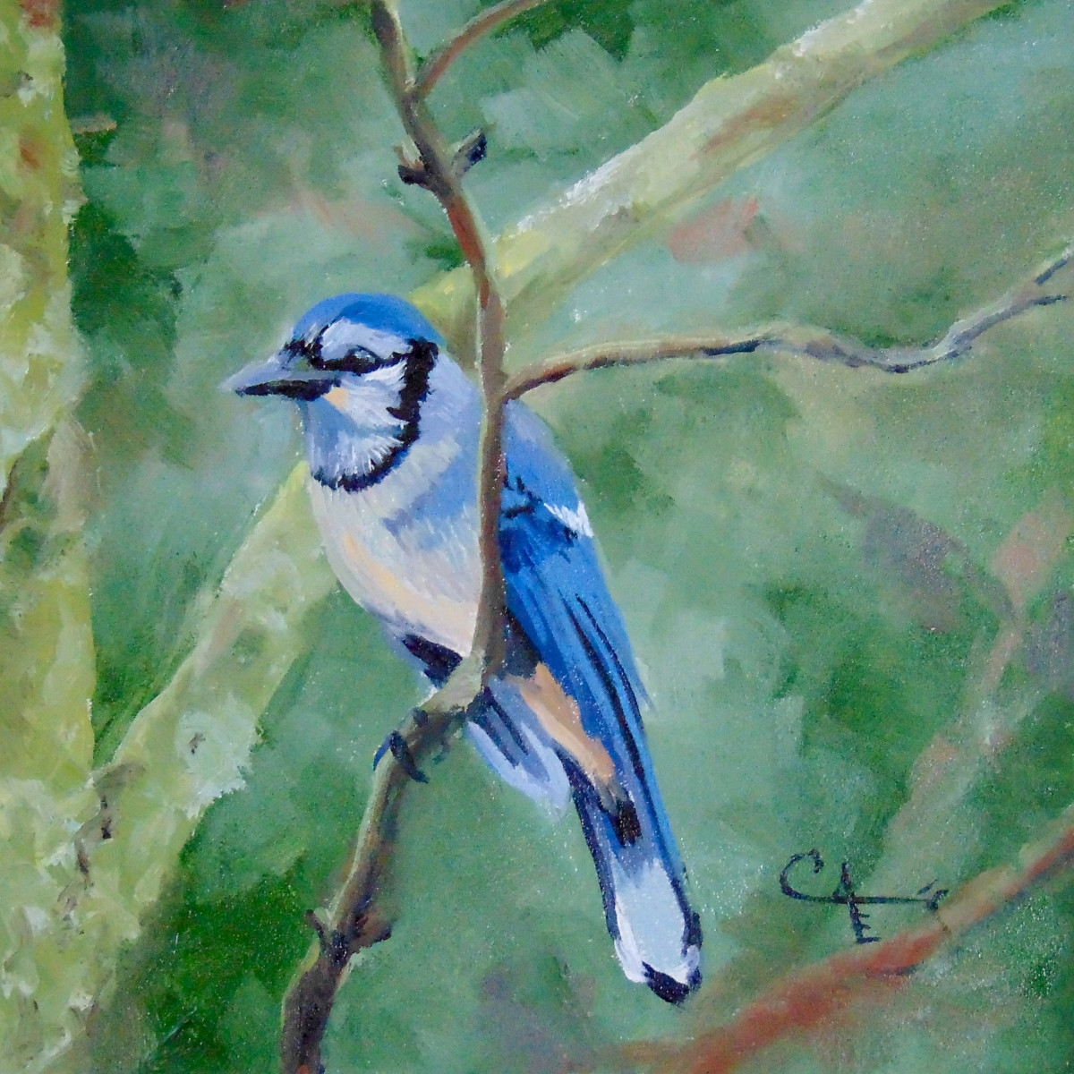 Blue Jay by Catherine Kauffman 