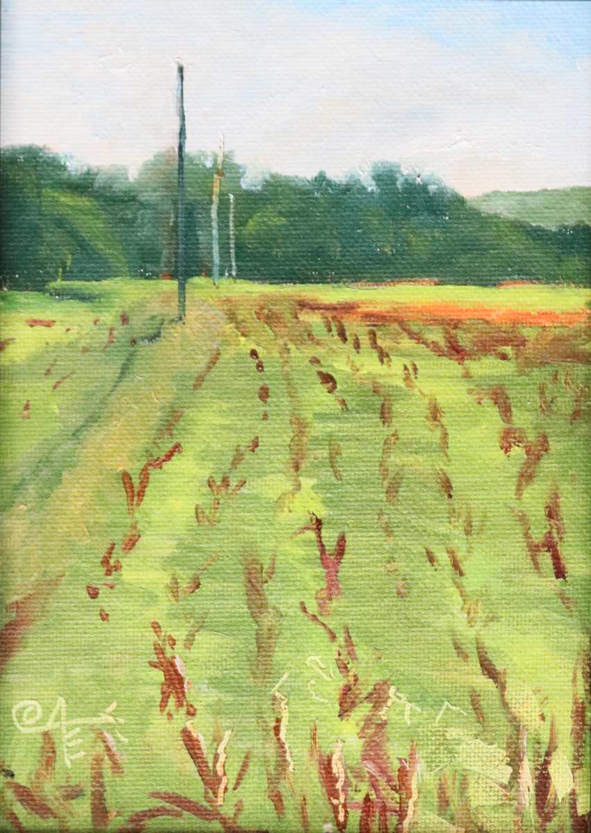 Freshly Harvested by Catherine Kauffman 