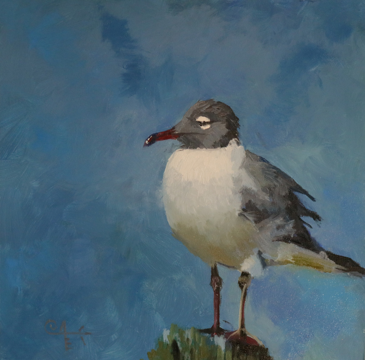 Laughing Gull II by Catherine Kauffman 