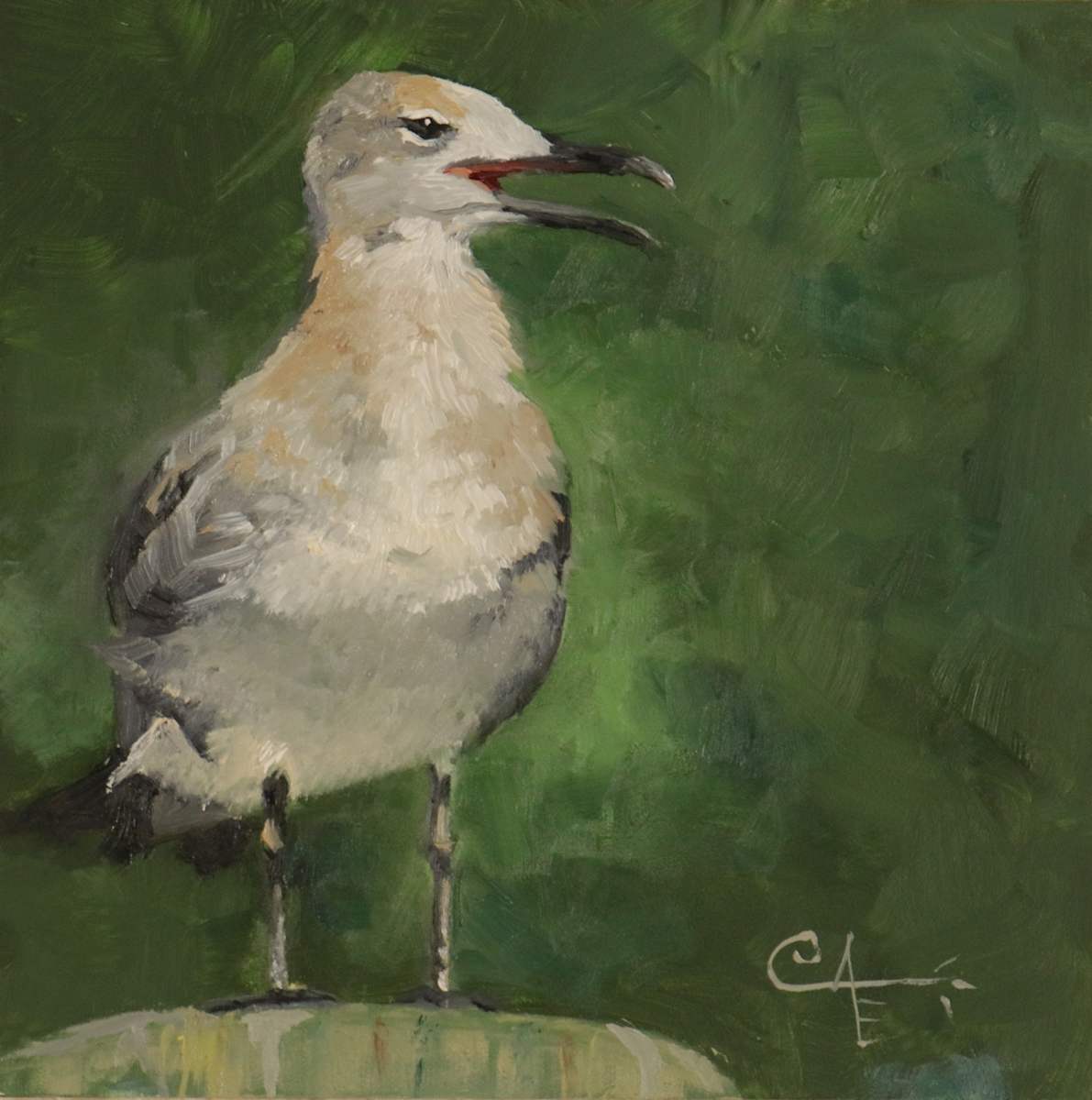 Laughing Gull in Winter Plummage by Catherine Kauffman, Image 1.