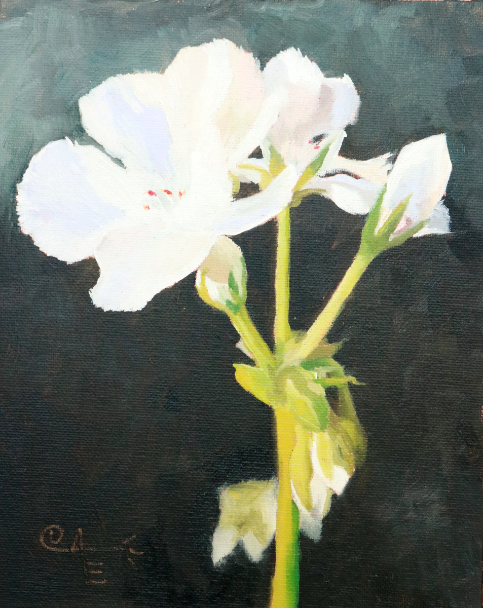 White Geranium I by Catherine Kauffman 