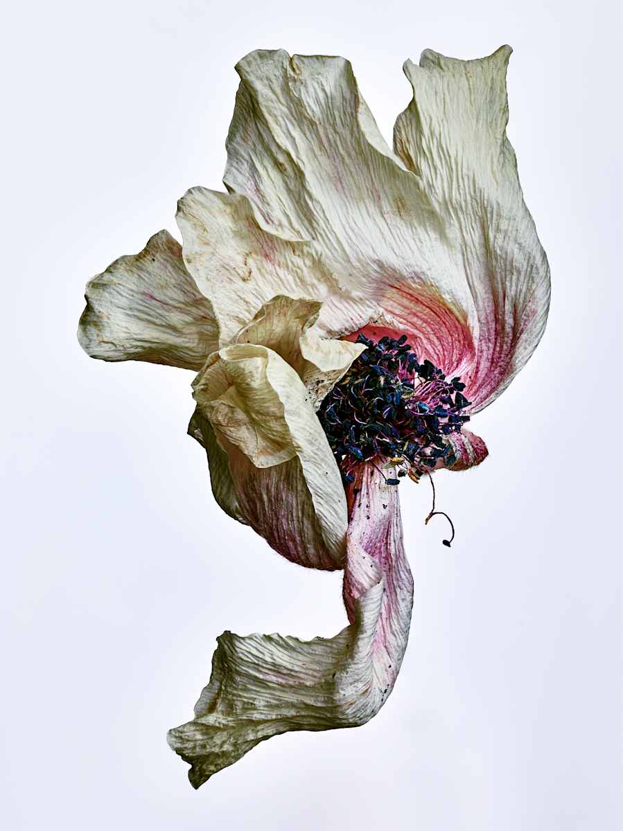 DLT_Visitant_178 by David Lewis Taylor 