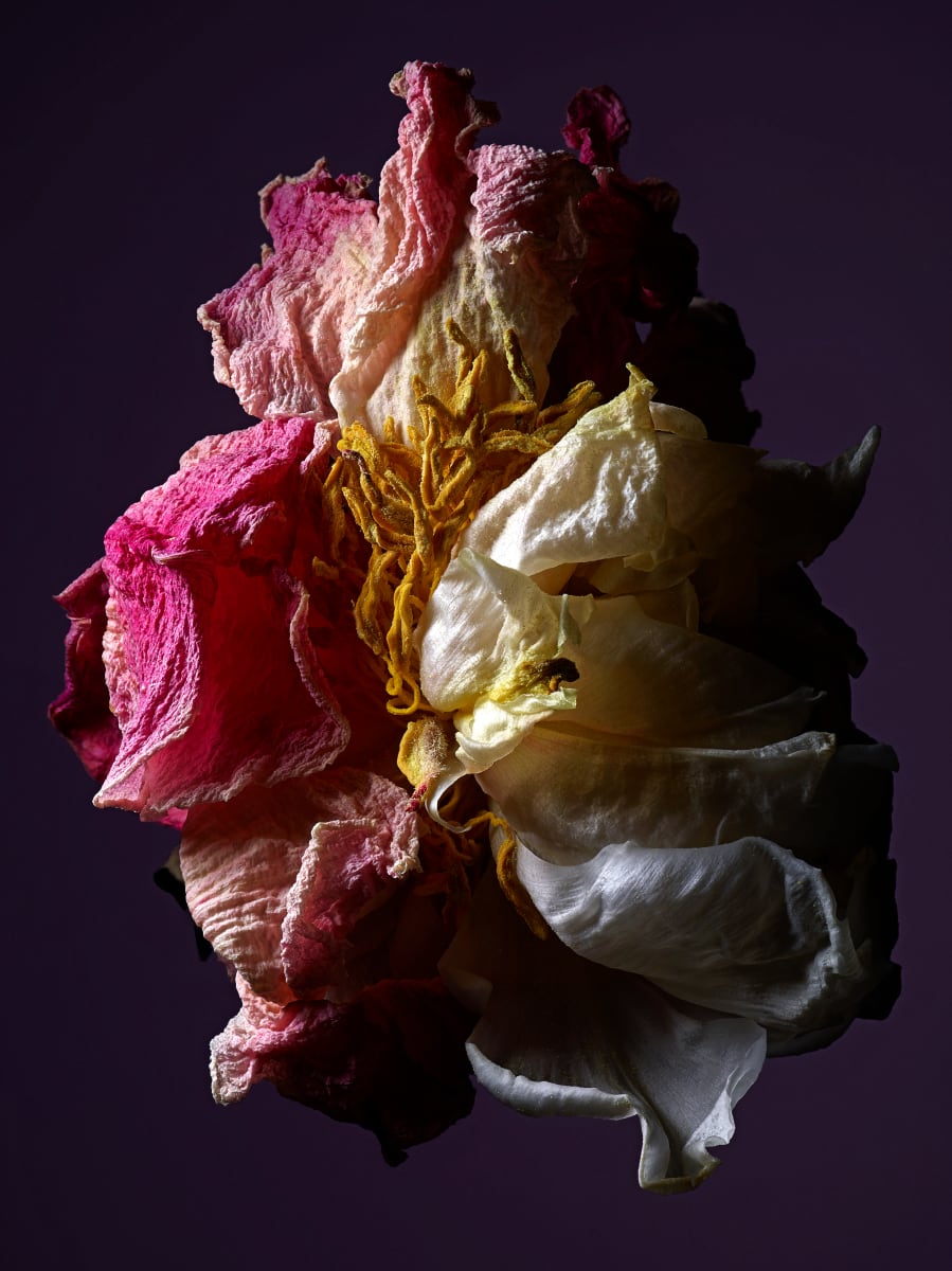 DLT_Visitant_104 by David Lewis Taylor 