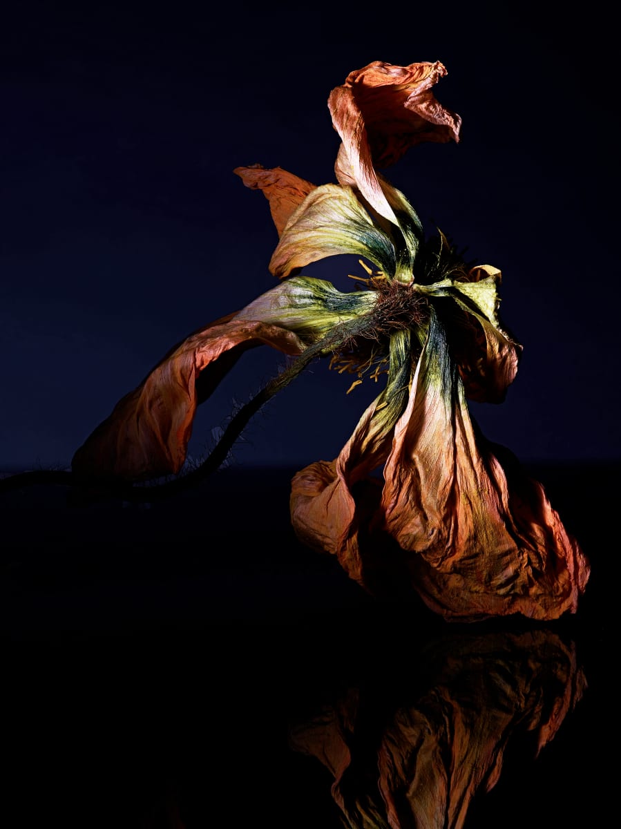 DLT_Visitant_108 by David Lewis Taylor 