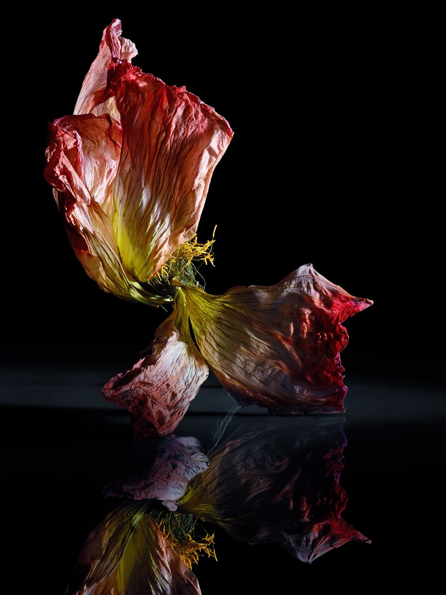 DLT_Visitant_109 by David Lewis Taylor 