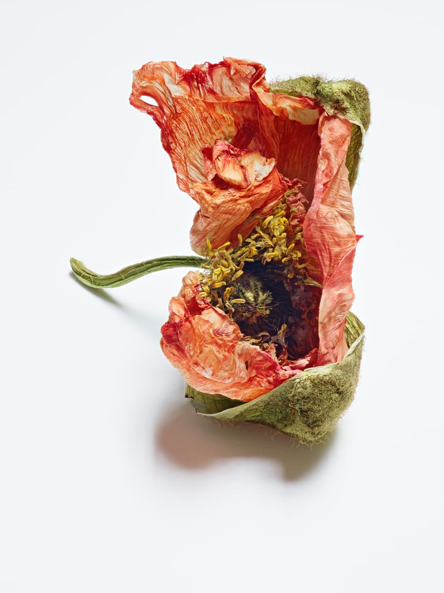 DLT_Visitant_110 by David Lewis Taylor 