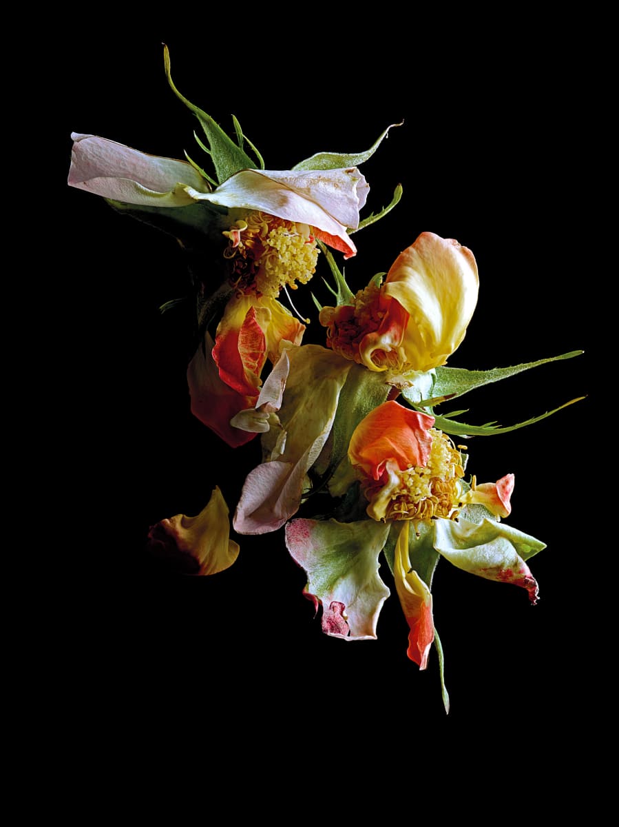 DLT_Visitant_112 by David Lewis Taylor 