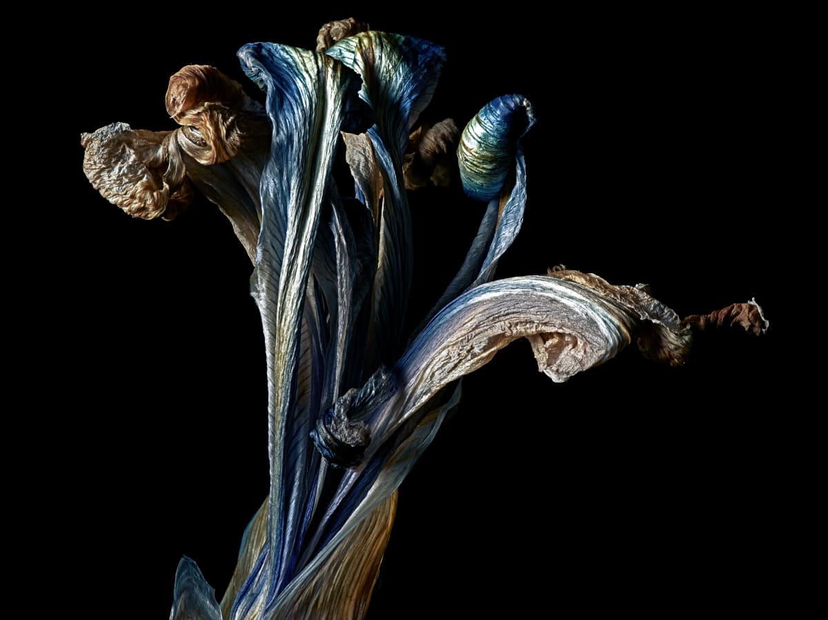 DLT_Visitant_122 by David Lewis Taylor 