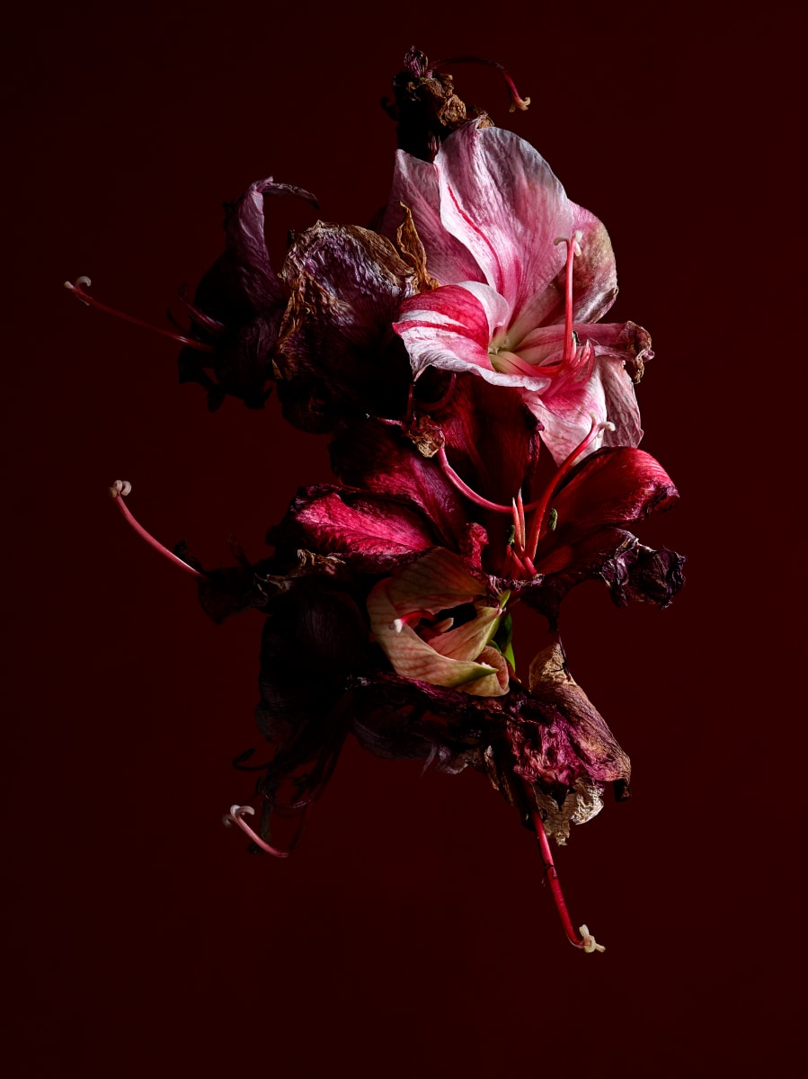 DLT_Visitant_129 by David Lewis Taylor 