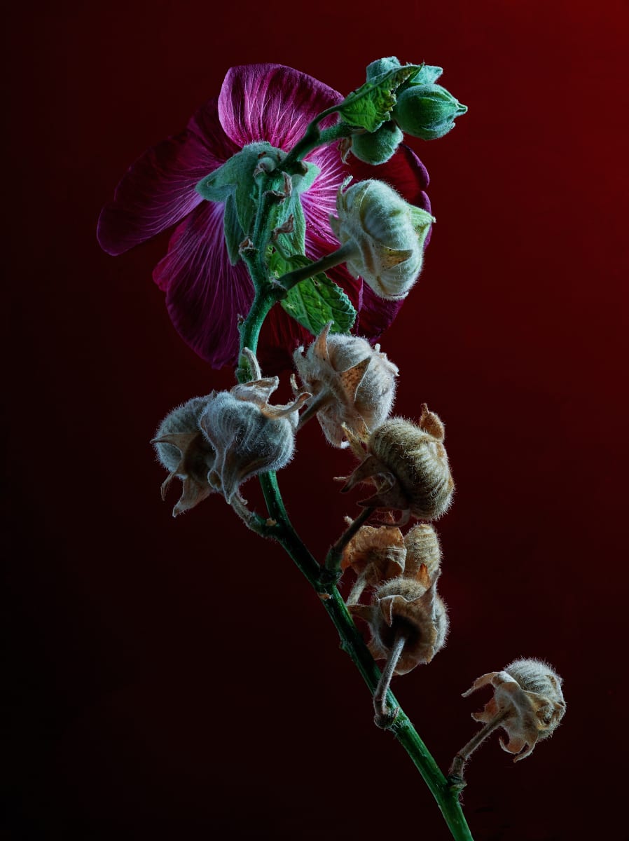 DLT_Visitant_151 by David Lewis Taylor 