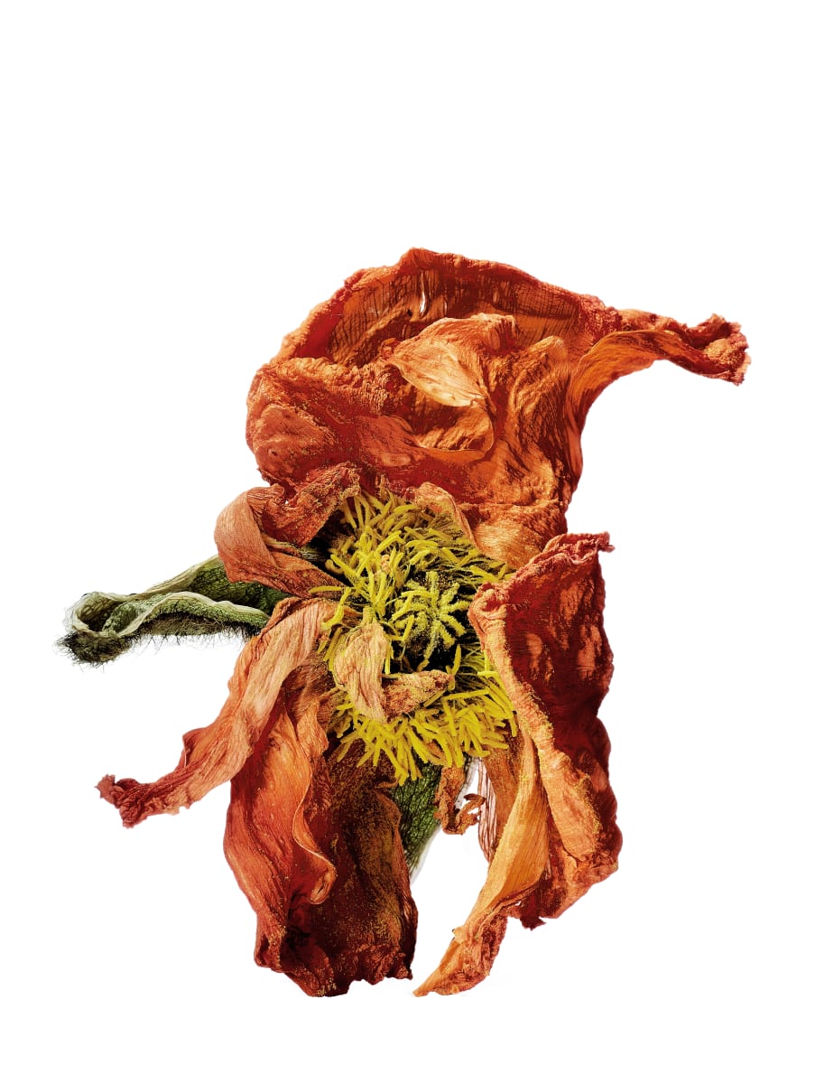 DLT_Visitant_156 by David Lewis Taylor 