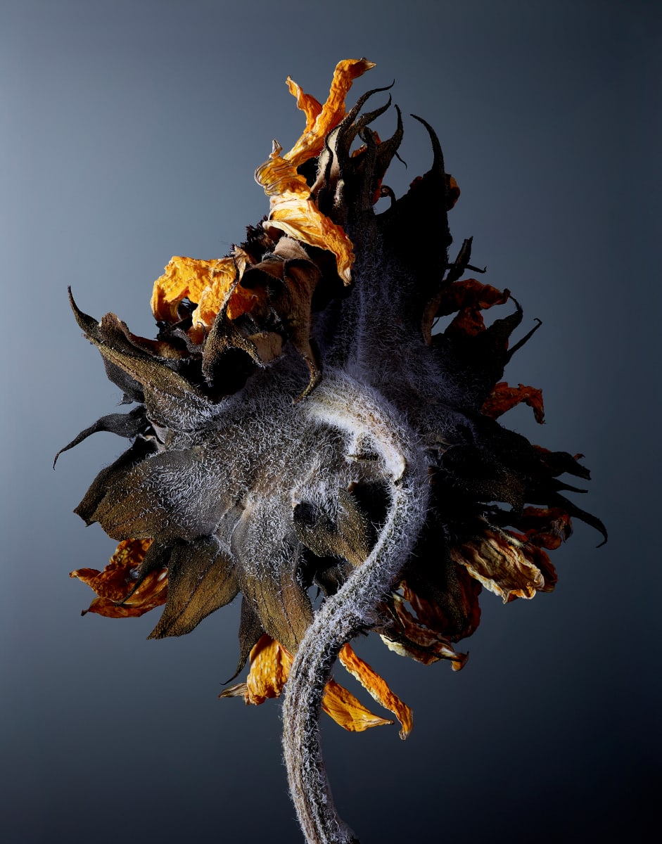 DLT_Visitant_161 by David Lewis Taylor 