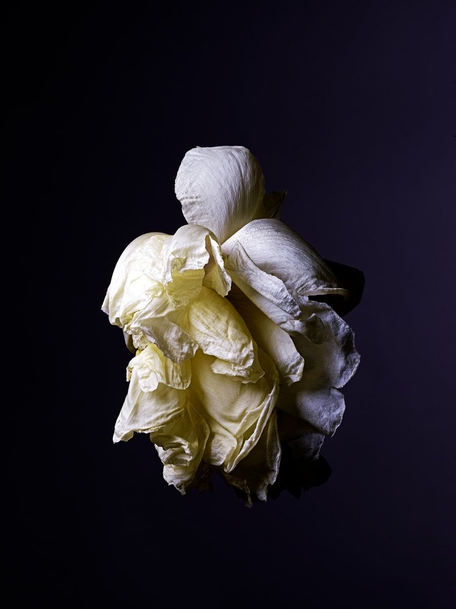 DLT_Visitant_165 by David Lewis Taylor 