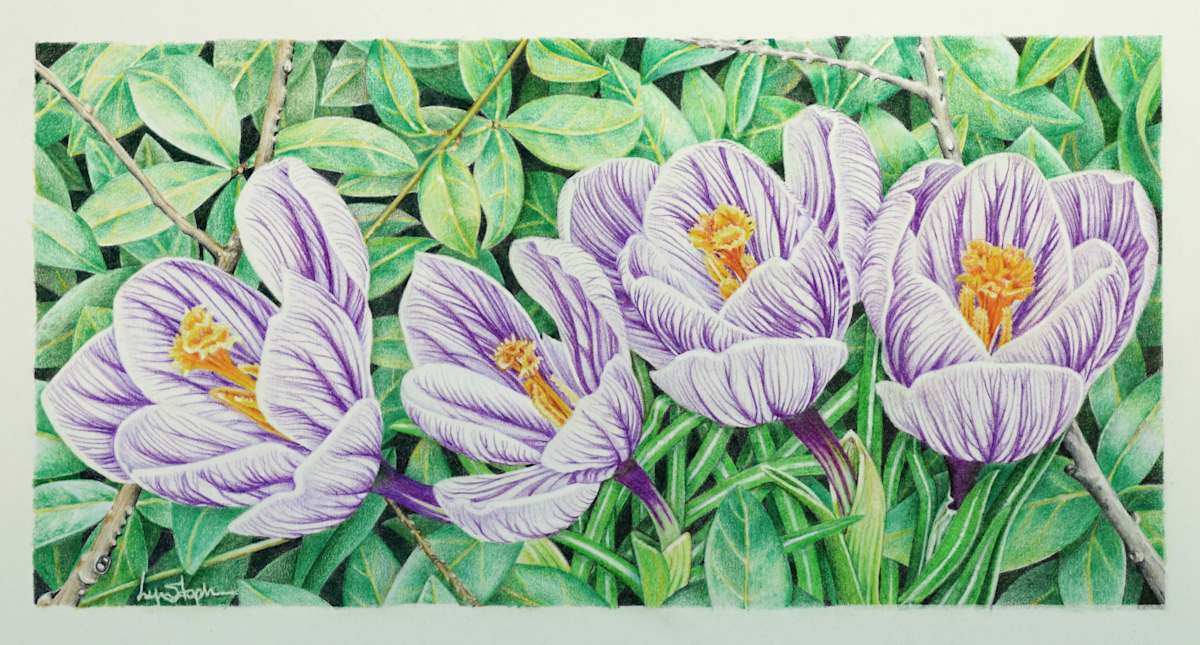 Crous Quartet by Lynn Stephenson  Image: Crocus Quartet