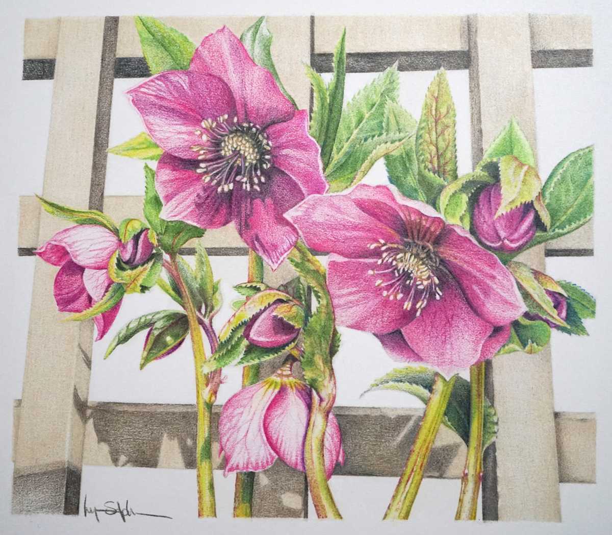 Lenton Rose by Lynn Stephenson 