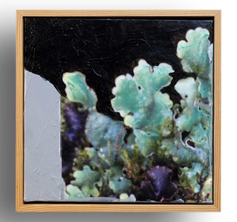 Lichen Fruiting Bodies VI by Mila Rossi, Image 2.
