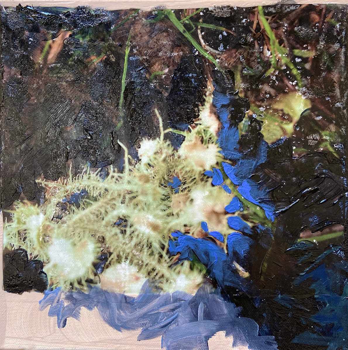 Beard Lichen II by Mila Rossi, Image 8.