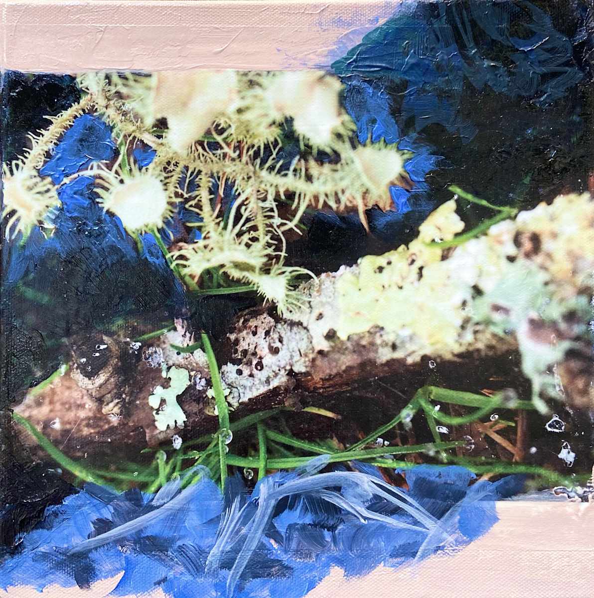 Beard Lichen I by Mila Rossi, Image 7.