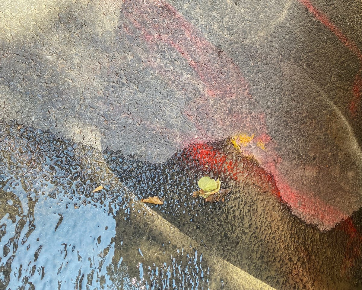 Red Bird by Terry Frishman 