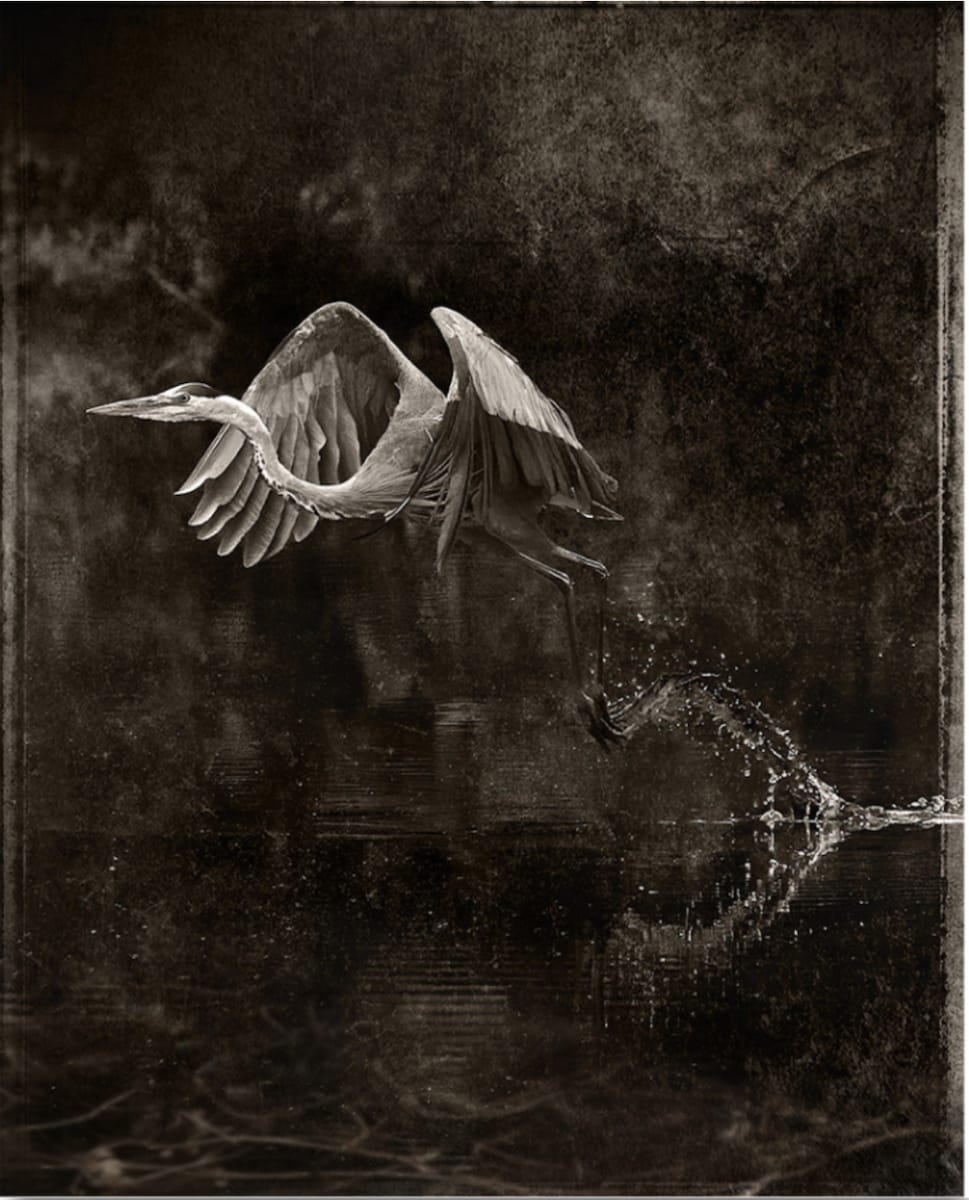 The Heron's Flight by Robert David Atkinson 