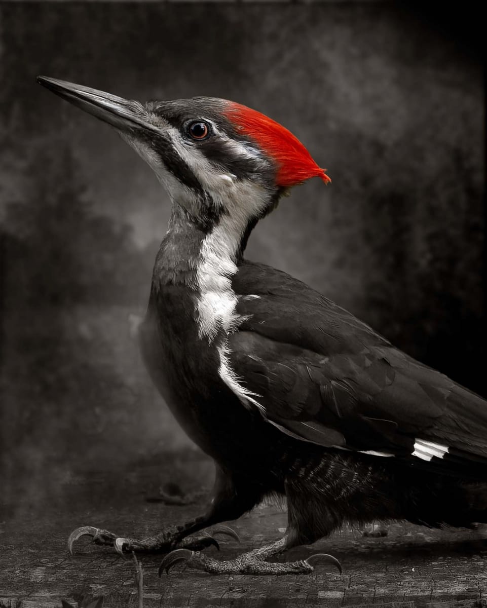 Tidy Perfection by Robert David Atkinson 