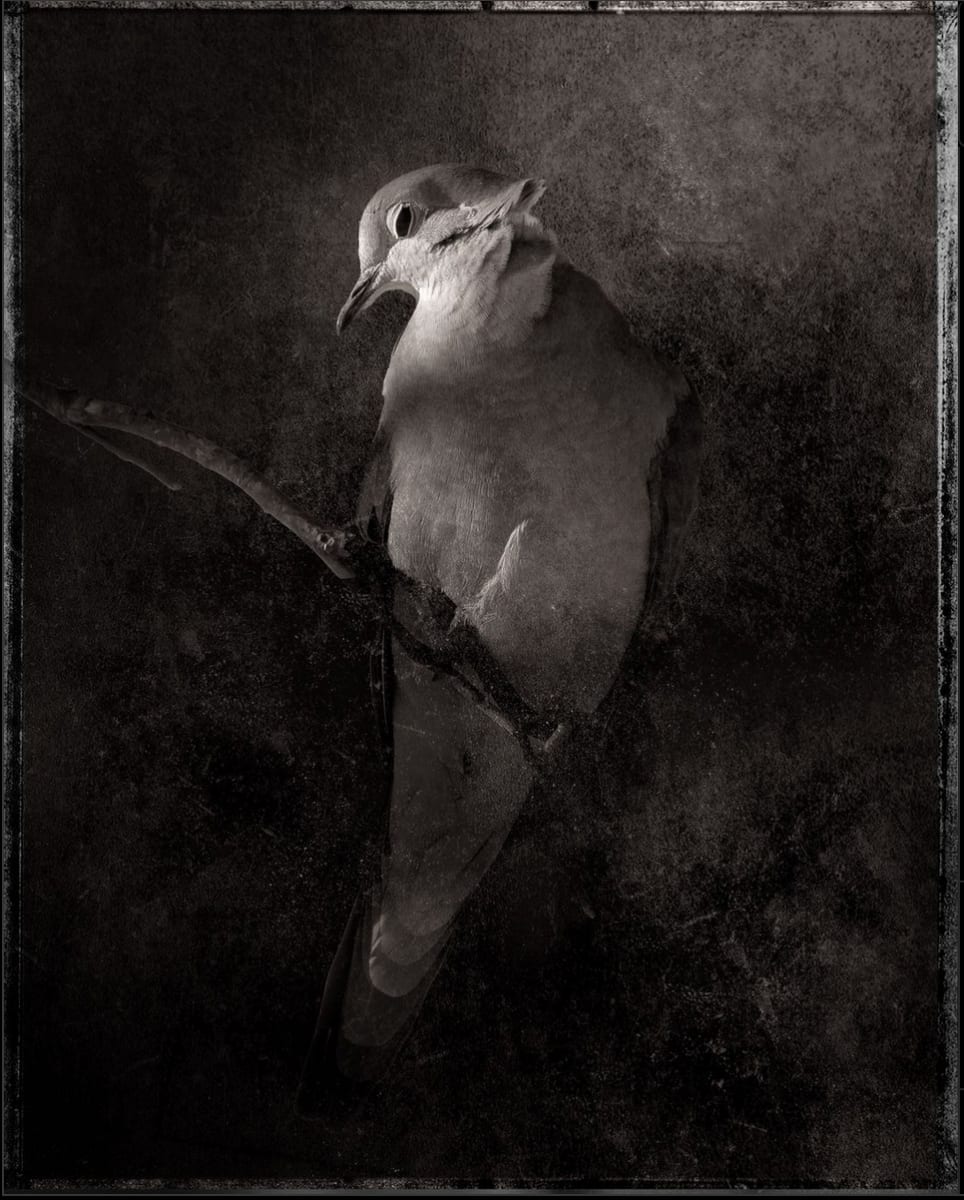 The Winter Wind by Robert David Atkinson 