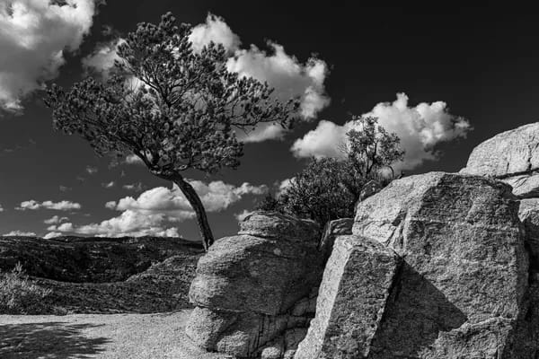 Pinyon Pine by Daniel Jenney 