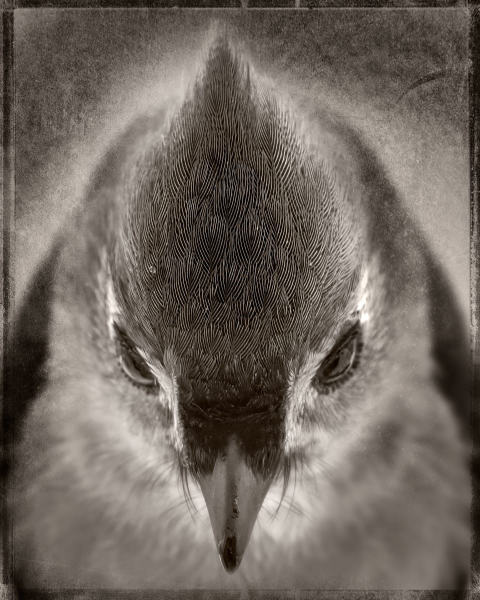 The Crest by Robert David Atkinson 