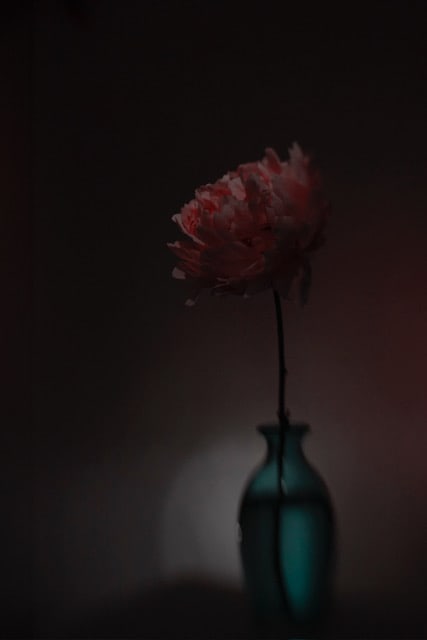 Peony in Full Glory (3436) by Shelley Lipton 