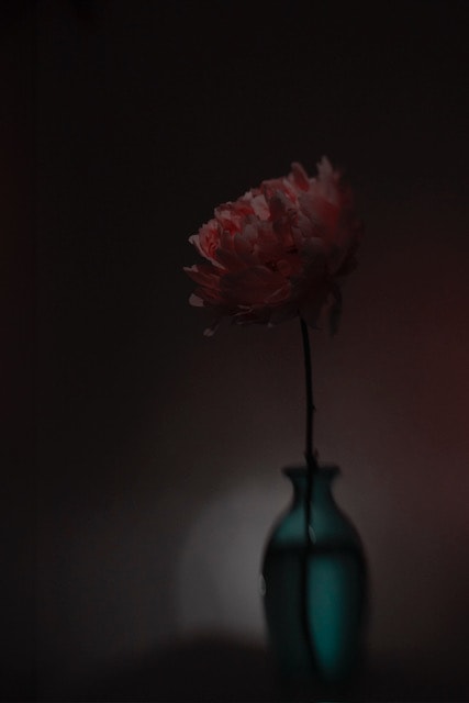 Peony in Full Glory (3436) by Shelley Lipton, Image 1.