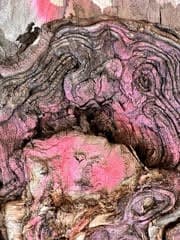 Pink Mood by Terry Frishman 