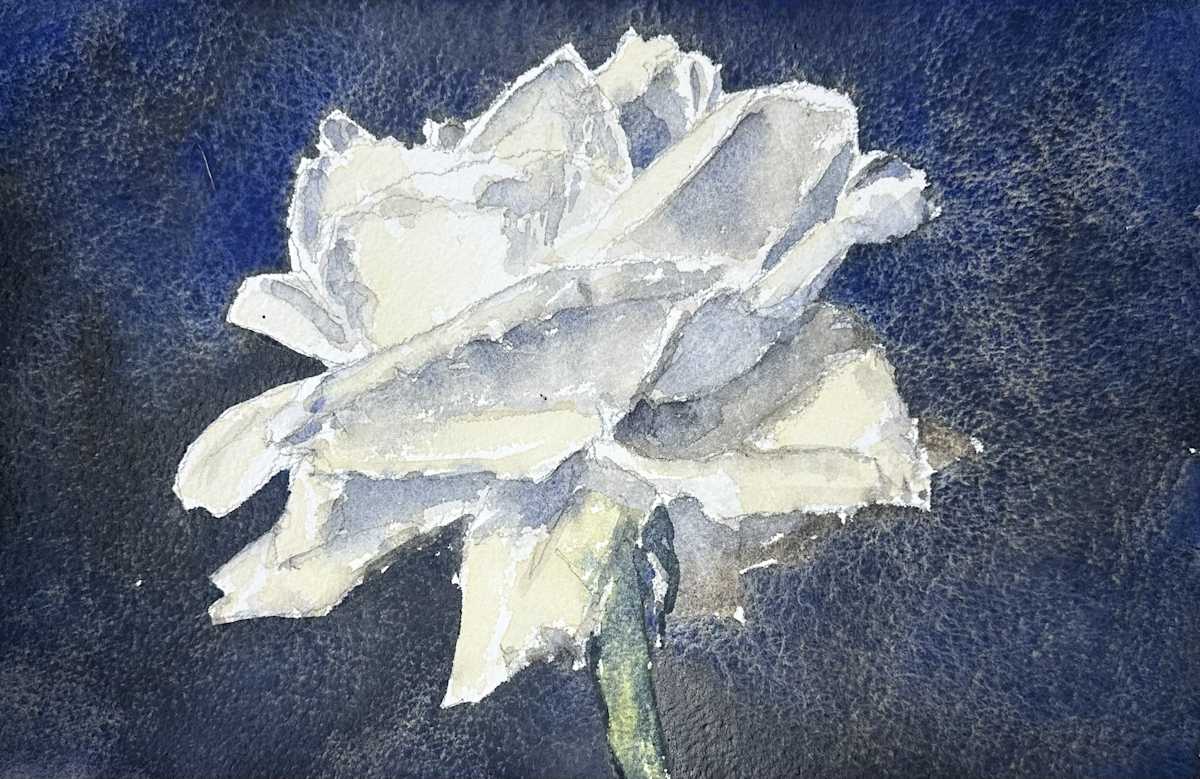 White Rose #4 by J Michael Gatlin 