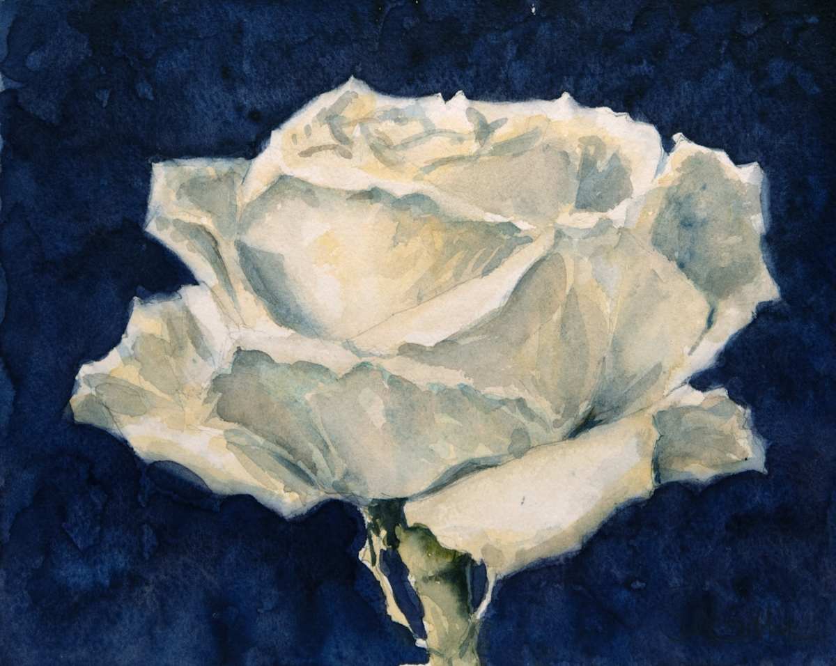 White Rose by J Michael Gatlin, Image 1.