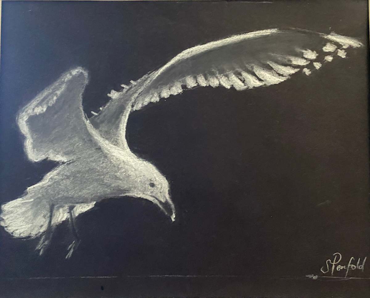 Seagull by Susan Penfold 