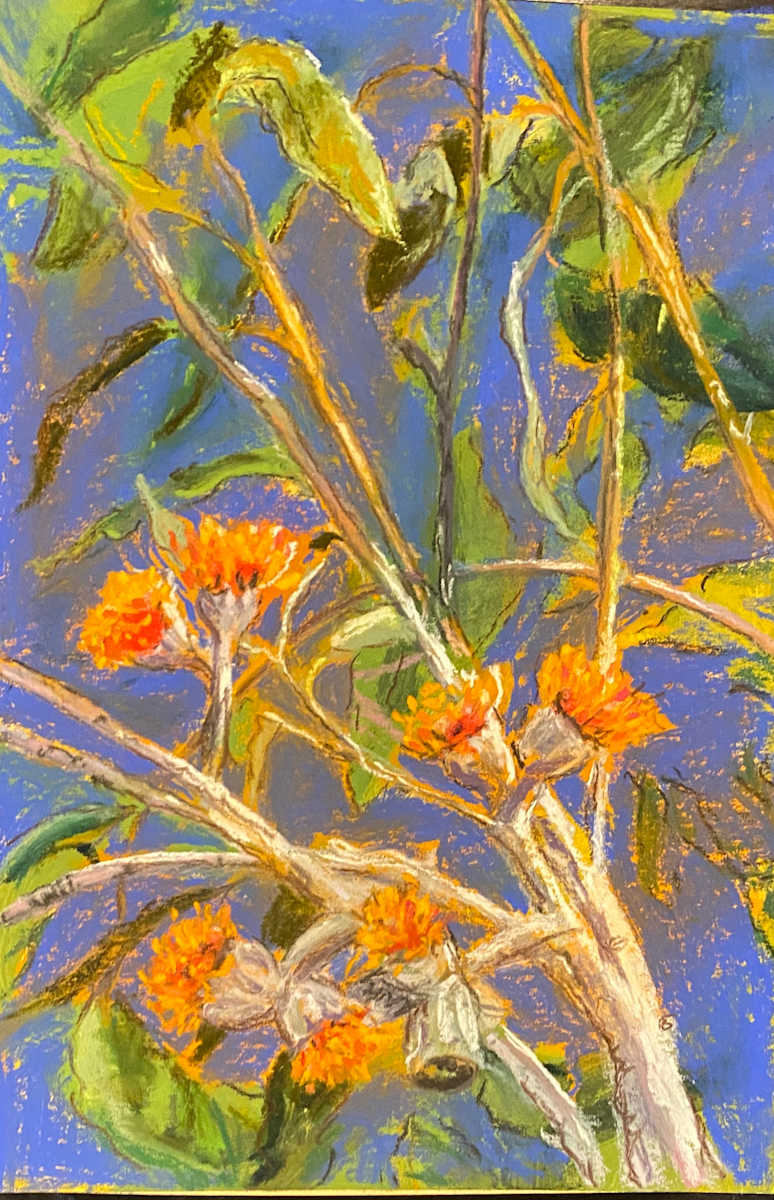 Dry season walk by Susan Penfold 