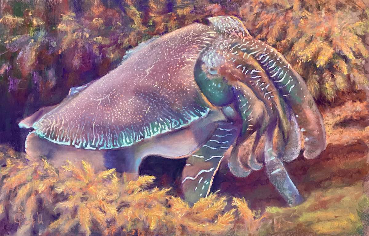 Cuttlefish glow by Susan Penfold 