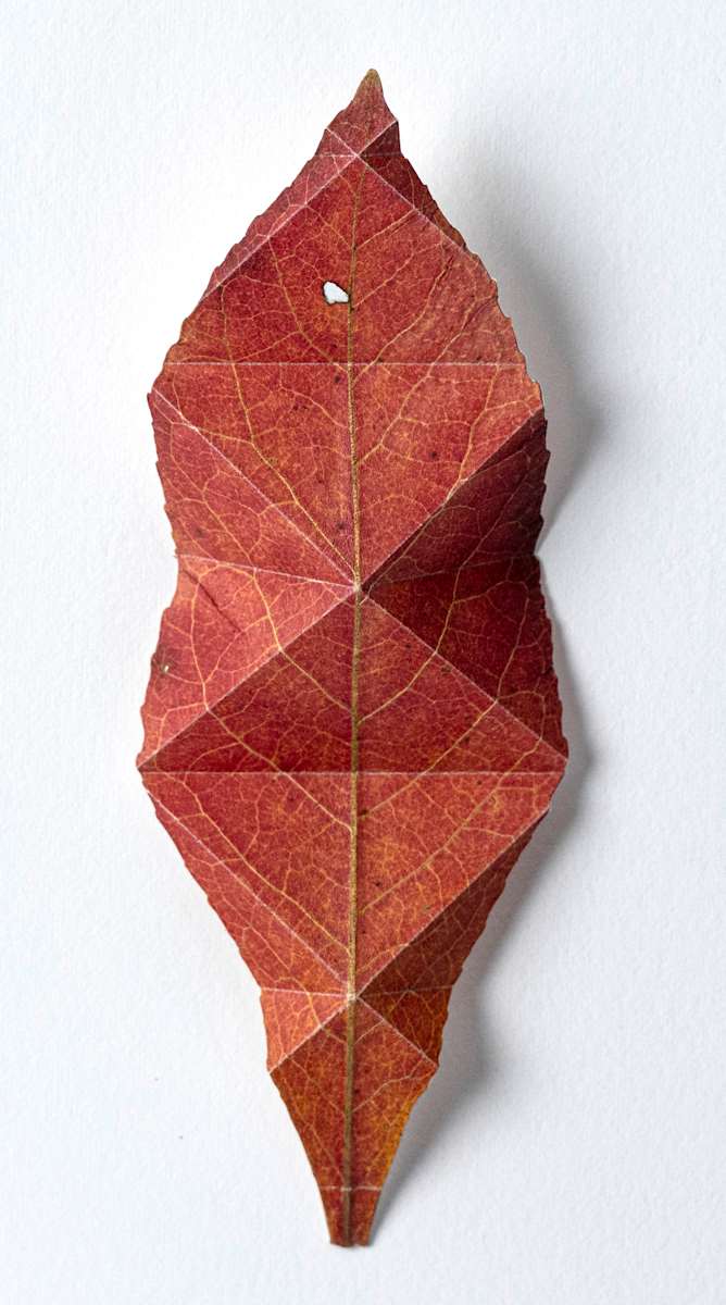 Stoneleigh Garden Franklinia Pleated Leaf by Jody Graff  Image: Image of unframed artwork (photograph by Andrea Cipriani Mecchi )