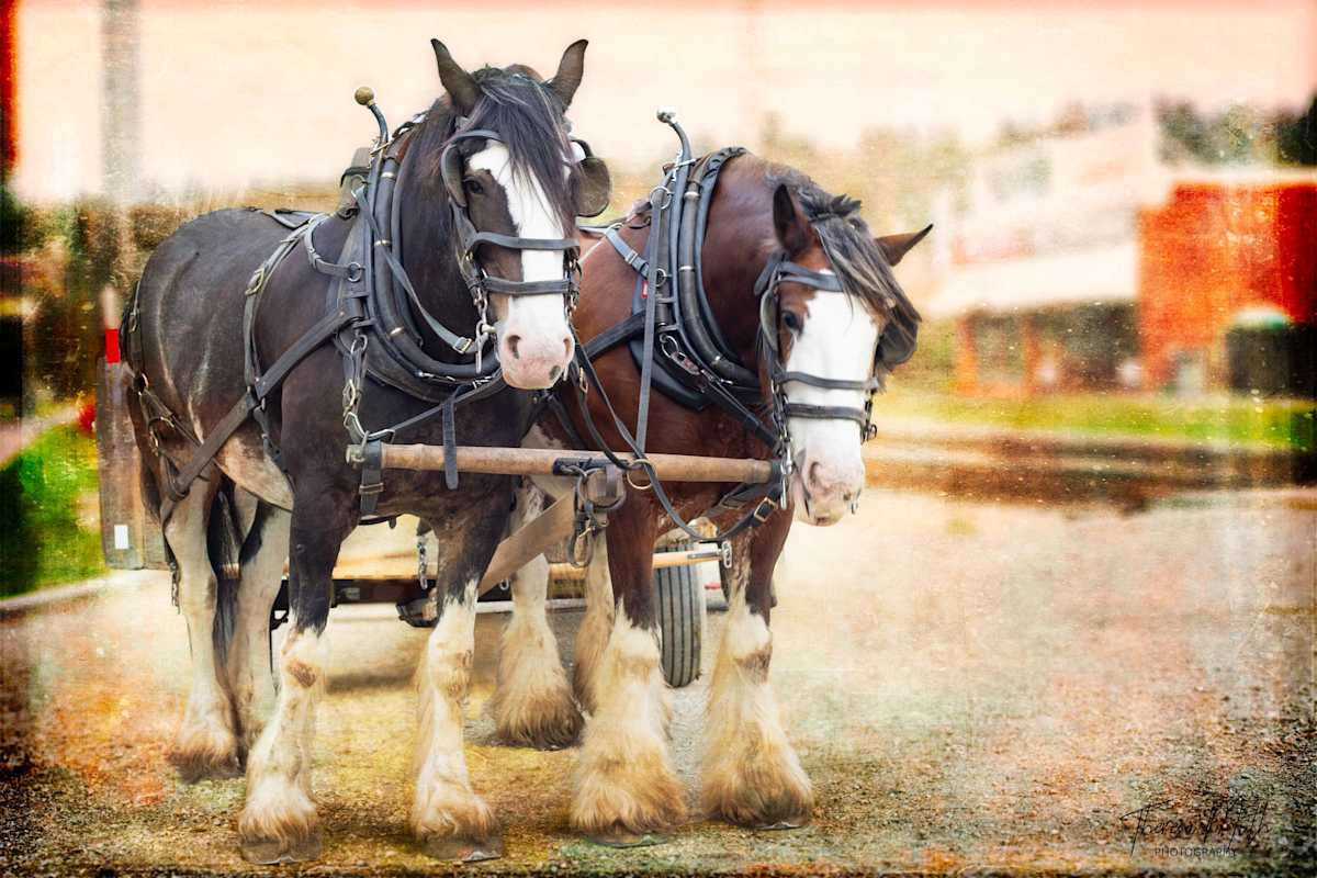 The Steeds by Theresa Muth, Image 1.