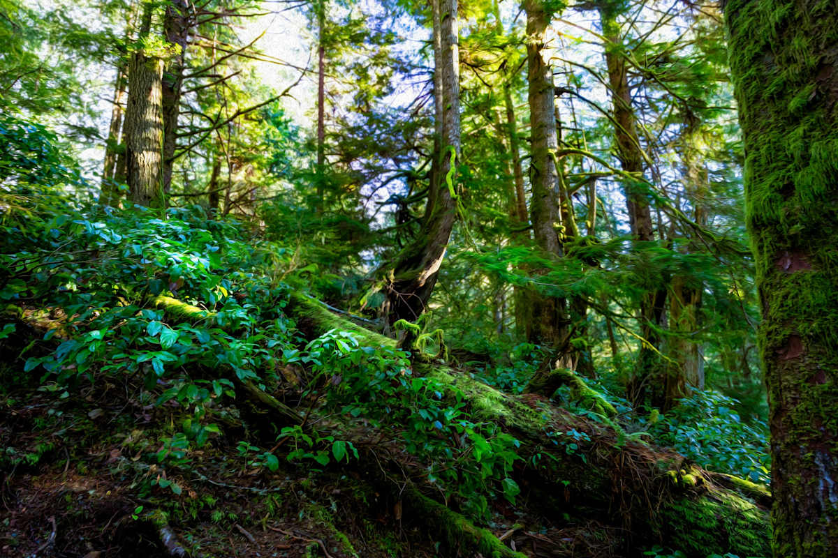 Deep Green Forrest by Theresa Muth, Image 1.