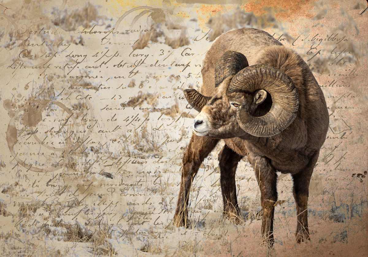 Ram Writing by Theresa Muth, Image 1.