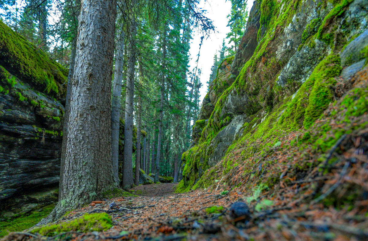 Mossy Path by Theresa Muth 