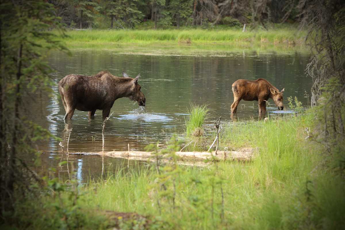 Mom's Watchful Eye by Scott Bazzell 